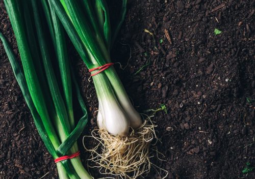 Spring onion or scallion on garden ground, top view of harvested organic homegrown root vegetable