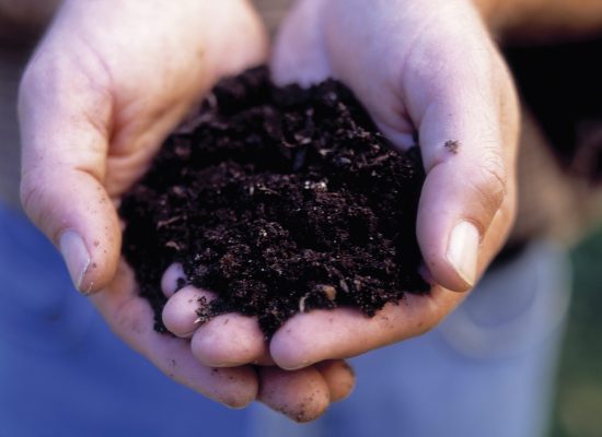 Two hands full of rich moist dark soil or potting compost, for planting out small seedings.