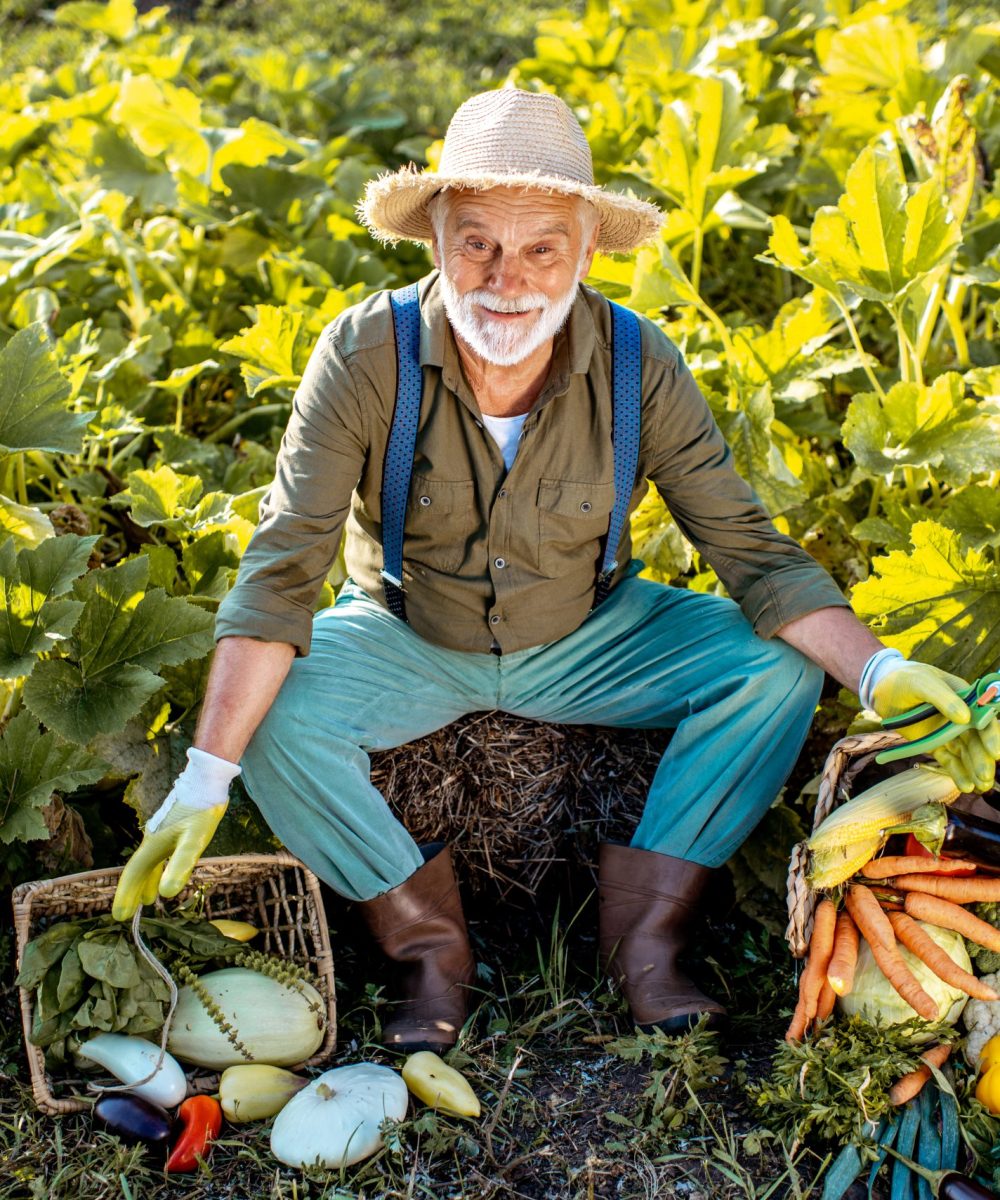 Portrait of a senior well-dressed agronomist with freshly picked up vegetables on the garden outdoors. Concept of growing organic products and active retirement